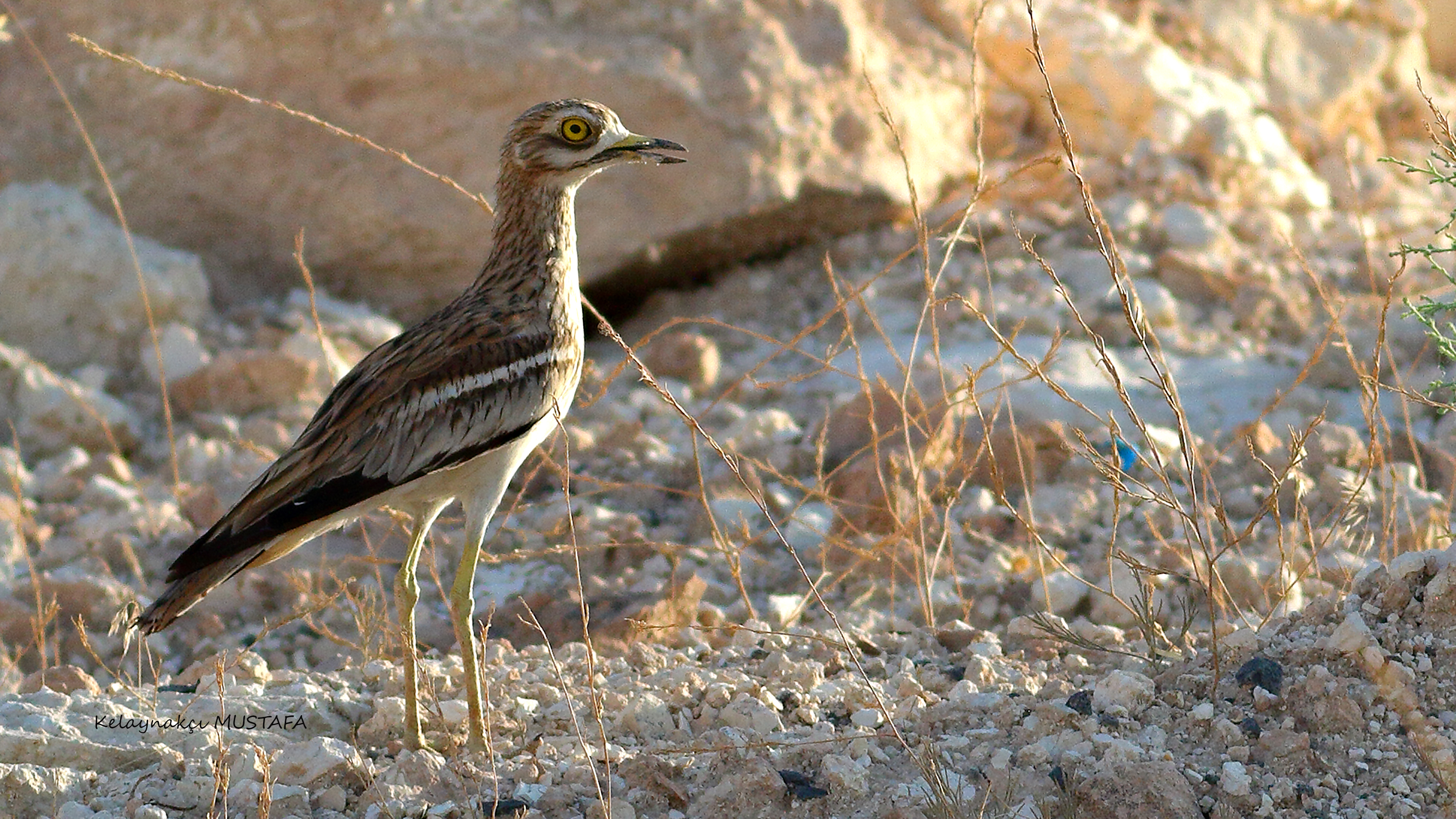 Eurasian Thick-knee